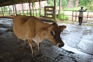 One of the Barkers' dairy cows on the tour