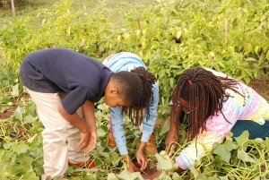 Students harvesting sweet potatoes to take back to the classroom. Photo credit: NSAC