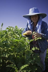 Ethnic minorities often face increased challenges to farming and accessing USDA resources.