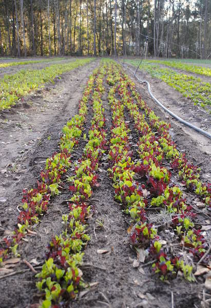 Young lettuce greens at Canewater Farm