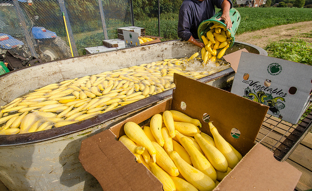 Washing and packing is a critical step for produce farmers. Photo Credit: USDA