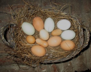 Naomi Davis eggs