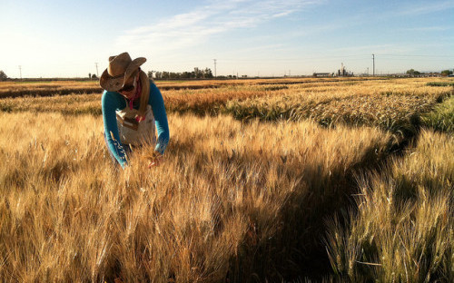 wheat researcher PC USDA