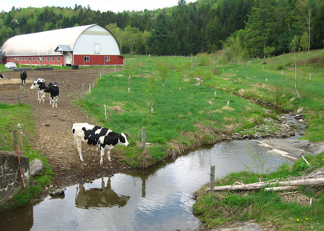 Cows by stream for WOTUS Blog