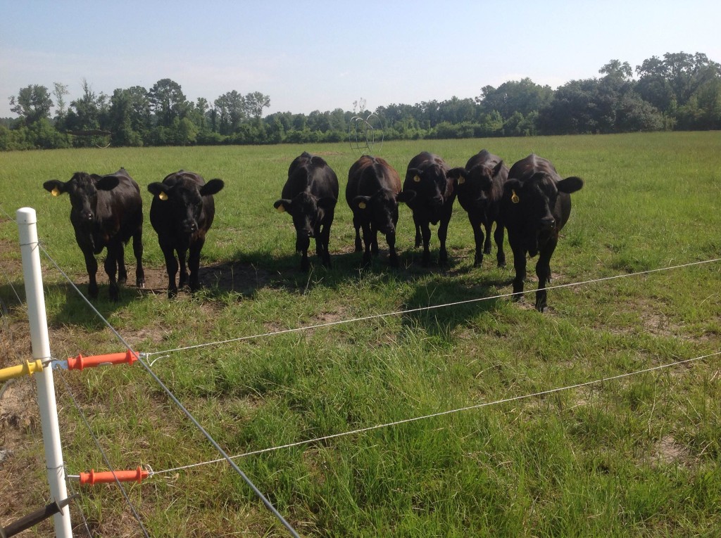 Otero Farm cattle in pasture. Photo Credit: Miguel Otero.