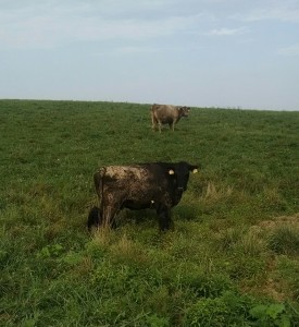 Photo credit: Spring Creek Cattle