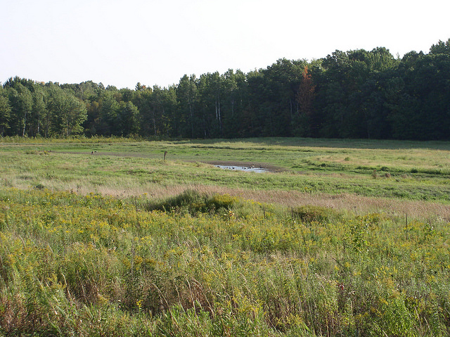 Wetland restoration project. Photo credit: USDA.