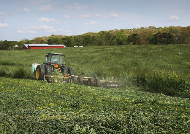 A producer in Stanly County, North Carolina rolls down a cover crop just before planting corn. 