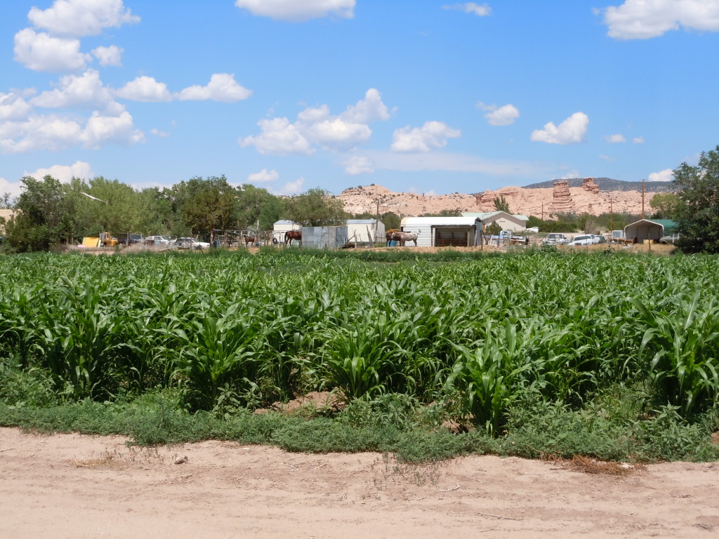 Acequia-irrigated cornfield at Monte Vista Organic Farm in La Mesilla, NM