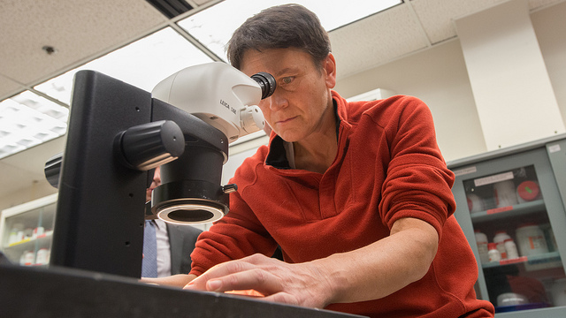 Biological Science Technician prepares a plant tissue sample for microscopic viewing. Photo credit: USDA