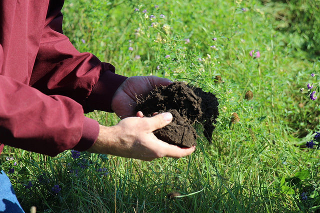 Farmer showing off healthy soil from cover-cropped acres. Photo credit: USDA