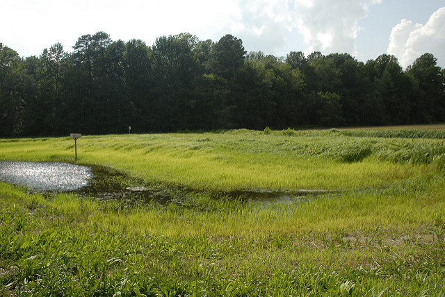 Chesapeake Bay wetland. Photo credit: USDA.