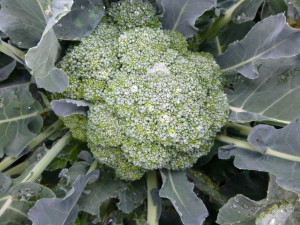 Four new transplanted broccoli degree-day models are available on the Croptime website. Credit: Heidi Noordijk