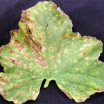 Downy Mildew causes destructive leaf damage and a decline in fruit quality.