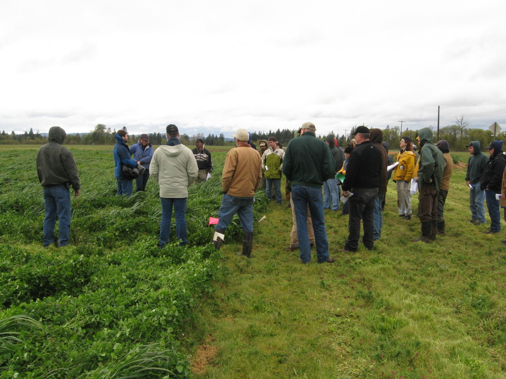 Local growers and agricultural professionals learn how to sample cover crops to estimate nitrogen release at Mustard Seed Farms in St. Paul, Oregon.