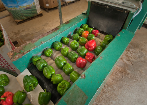 Conveyors like this one in North Carolina help farmers efficiently sort and wash fresh produce. Credit: USDA