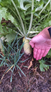 Tillage radishes, which help to prevent soil erosion and runoff, reached 24" in length and 3" in diameter.