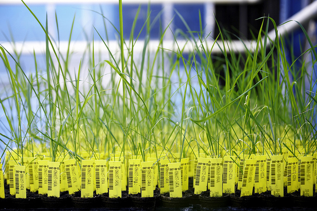 Genetically engineered (GE) rice plants at Belgian biotechnology company, CropDesign Photo credit: BASF.