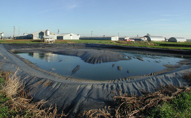 Manure storage lagoon cover. Photo credit: Livestock & Poultry Environmental Learning Center. 