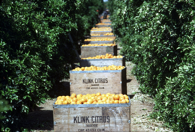 Florida oranges picked and waiting to be shipped across the country. Photo credit: National Archives and Records Administration.