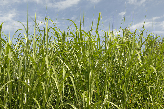 Miscanthus, a plant that provides a valuable and renewable source of bioenergy. Photo credit: USDA.