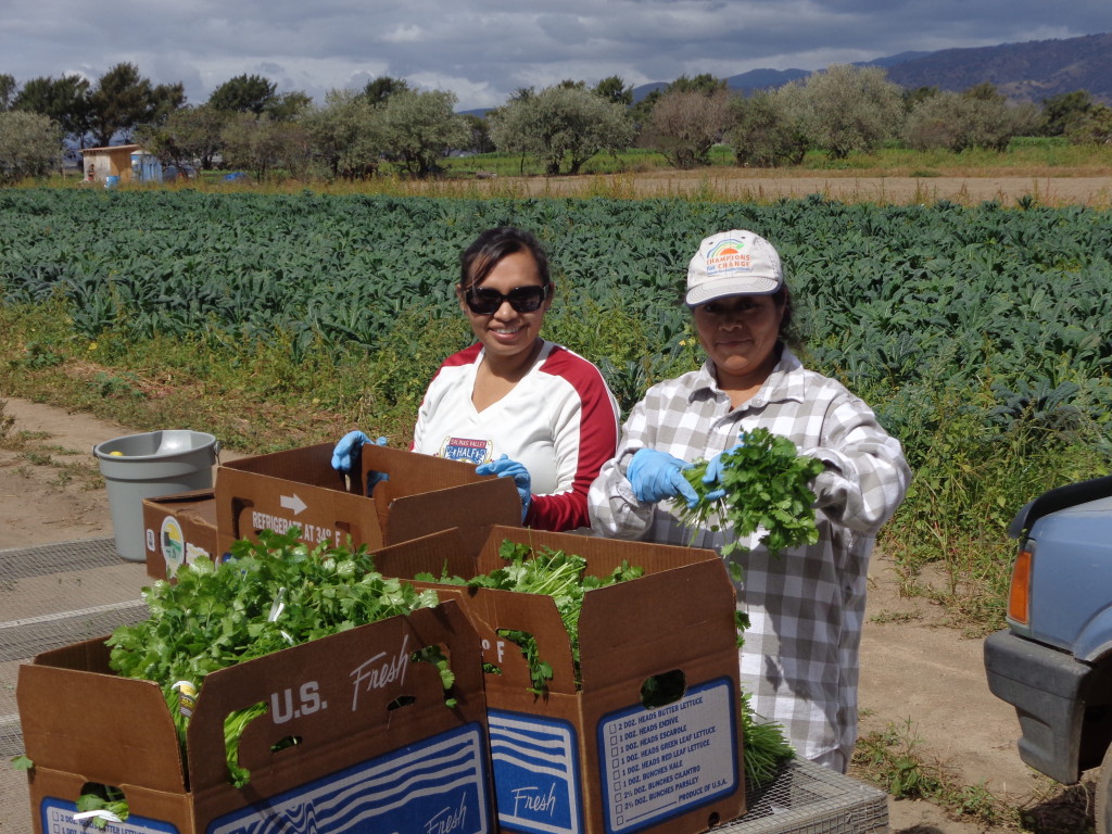 ALBA members packing fresh cilantro.