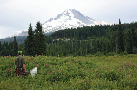 Searching for pollinators near Mt. Hood. Photo credit: Margo Conner Xerces Society