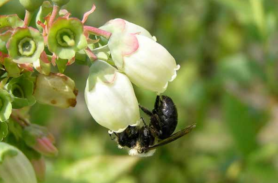 Native mining bee visits a highbush blueberry. Blueberries benefit from "buzz pollination", a service only native bees can provide. Photo credit: Nancy Adamson, Xerces Society.