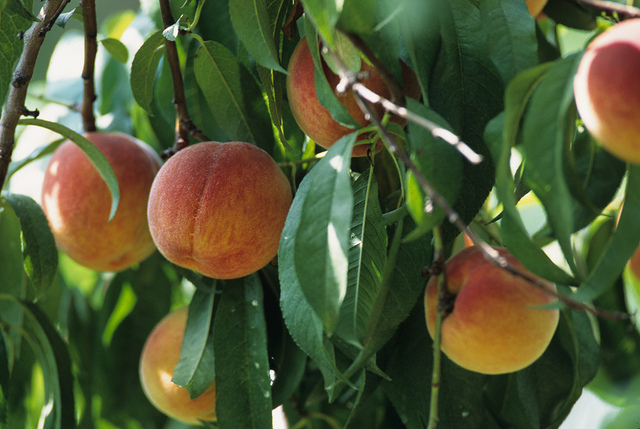 Peach tree. Photo credit: USDA