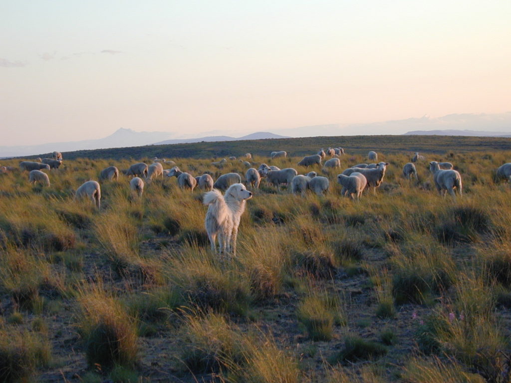 Sheep grazing in eastern Oregon. Photo credit: Jeanne Carver.