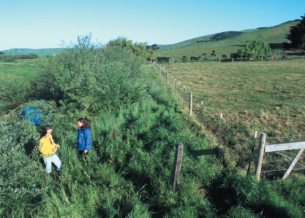 California buffer strip. Photo credit: USDA NRCS.