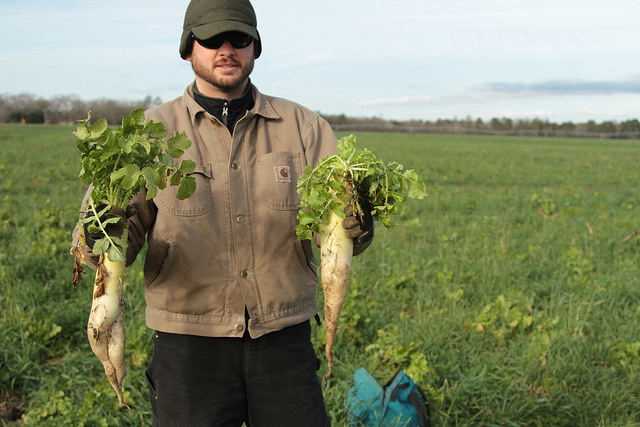 Jason Carter, a SC farmer participating in a CIG-funded field study. His tillage radishes are part of his multispecies cover crop mix. Photo credit: USDA.