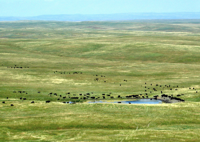 A herd of cattle gather around a stock pond on the vast Oglala National Grasslands. Photo credit: USDA.