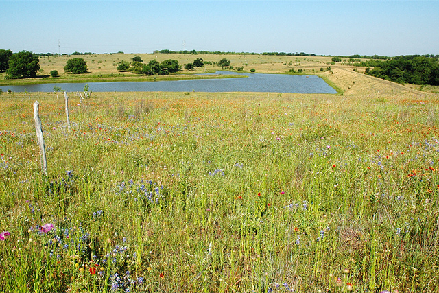 The Prices converted a portion of their cropland to wetland and installed a riparian buffer of native plants to improve conservation on their Texas farm. Photo credit: USDA.