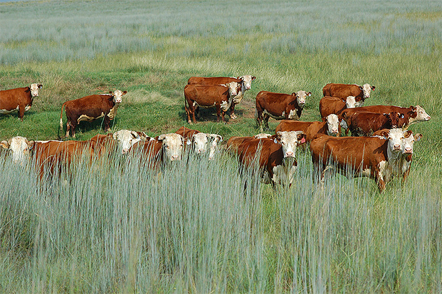 Rotational grazing on the J.A. Ranch near Bowie, TX. Photo credit: USDA.