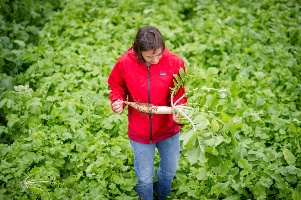 Natalie Lounsbury with tillage radish cover crop. Photo credit: Jack Gurley