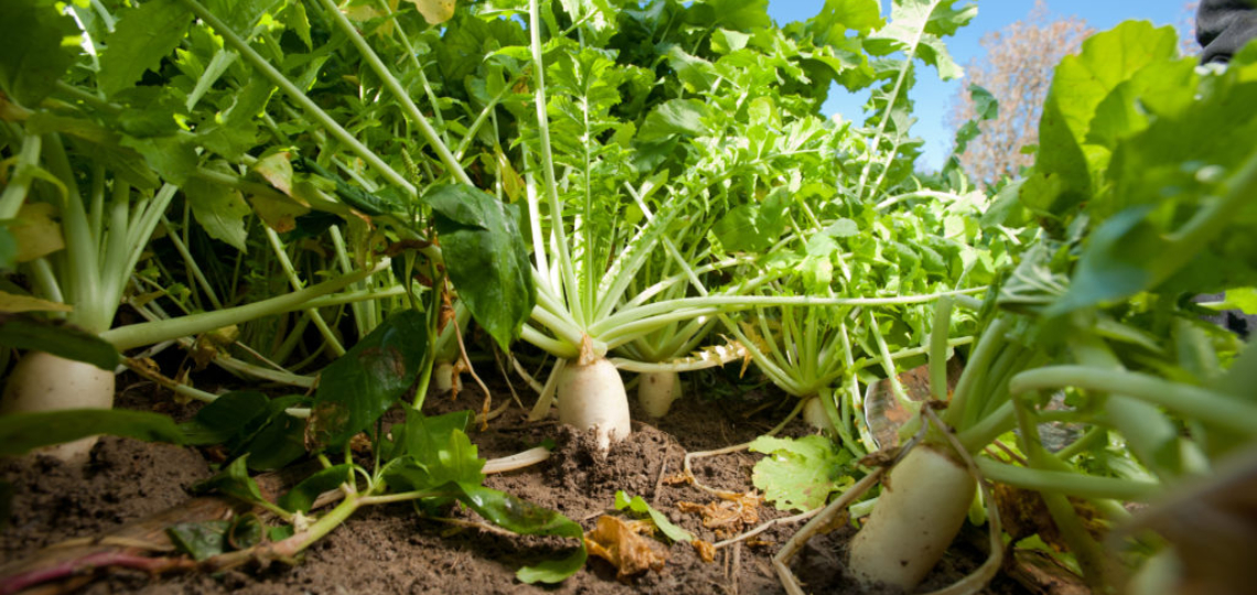 Support for Farmer-Led Research Hinges on SARE Funding