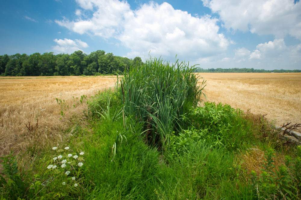 Grass buffer strip on farmland. Buffer strips are one of many CSP-approved practices.