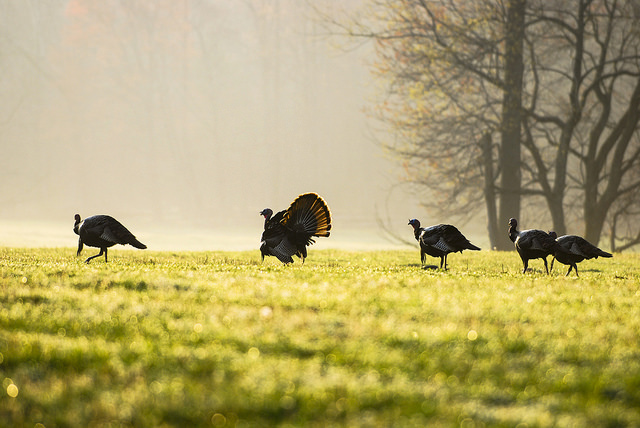 Local food, the farm bill, and thanksgiving. Turkeys in pasture. Photo credit: Jason Boggs, NWTF.