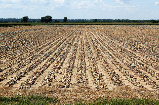 Drought stricken field. Drought is one of the many negative impacts of climate change on American agriculture.