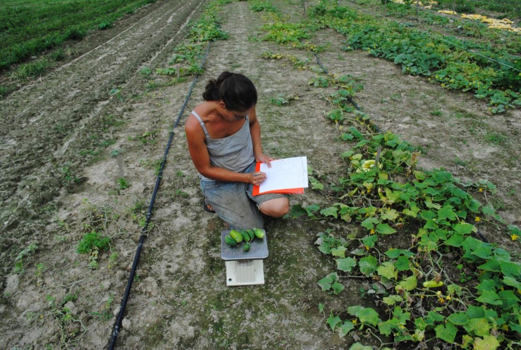 Researcher in a field of plants.