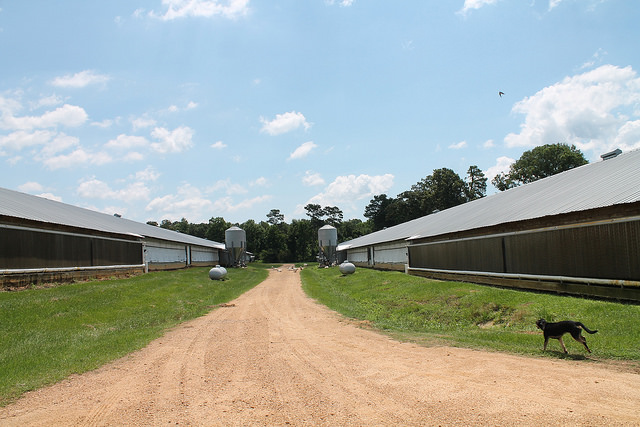 Poultry barn.