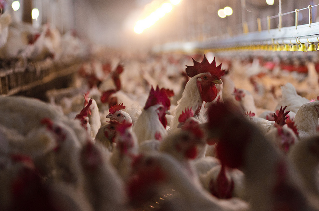 Some of the 17,000 poultry at Seldom Rest Farms. USDA Multimedia by Lance Cheung.