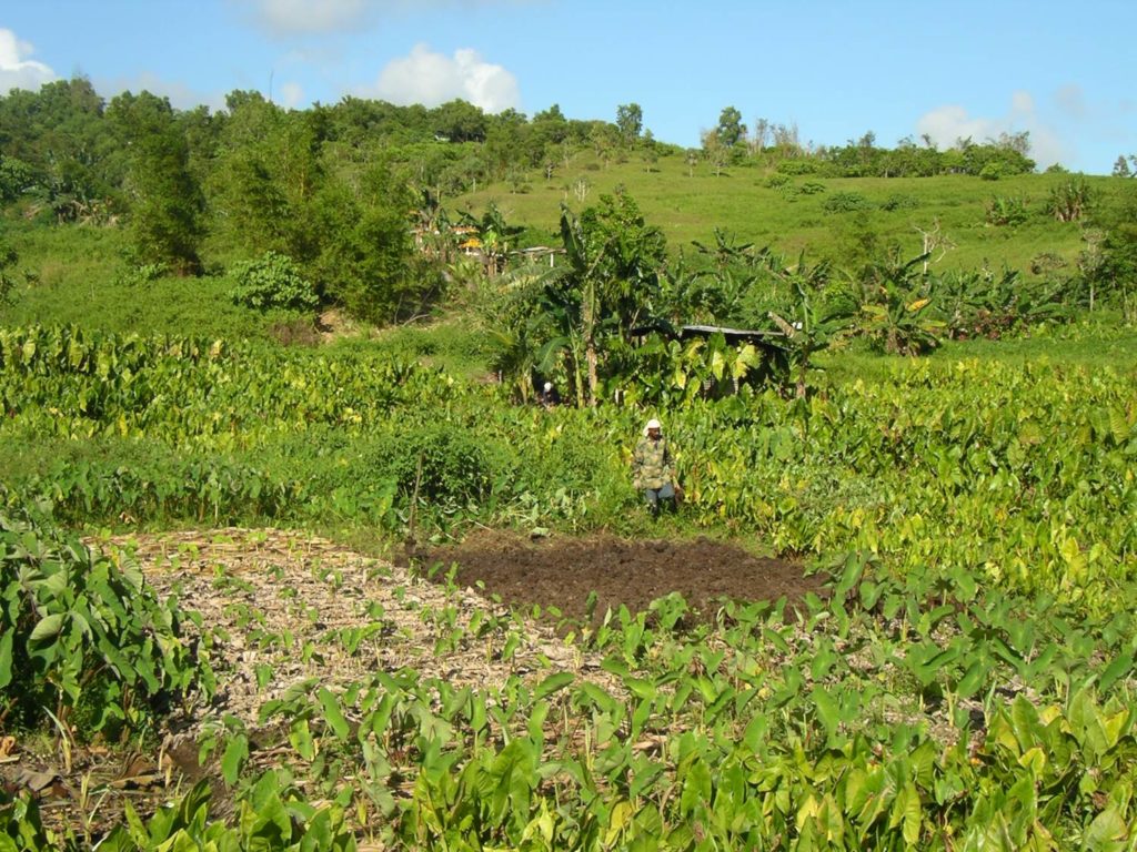 Taro plantation in Guam, part of the U.S. Territories. Photo credit: USDA.