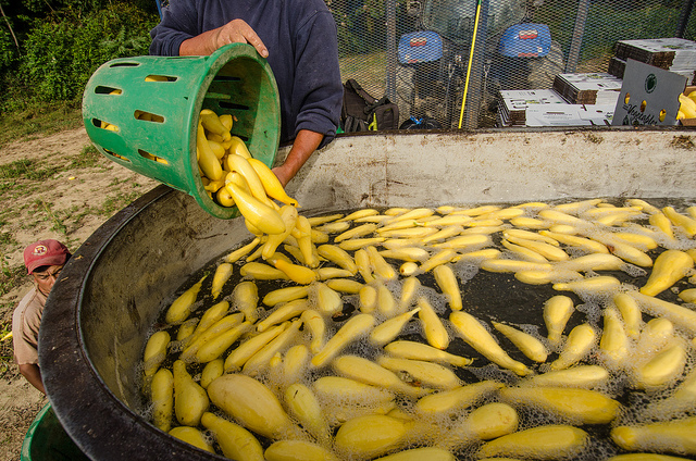Washing and packing is a critical step for produce farmers. Photo Credit: USDA