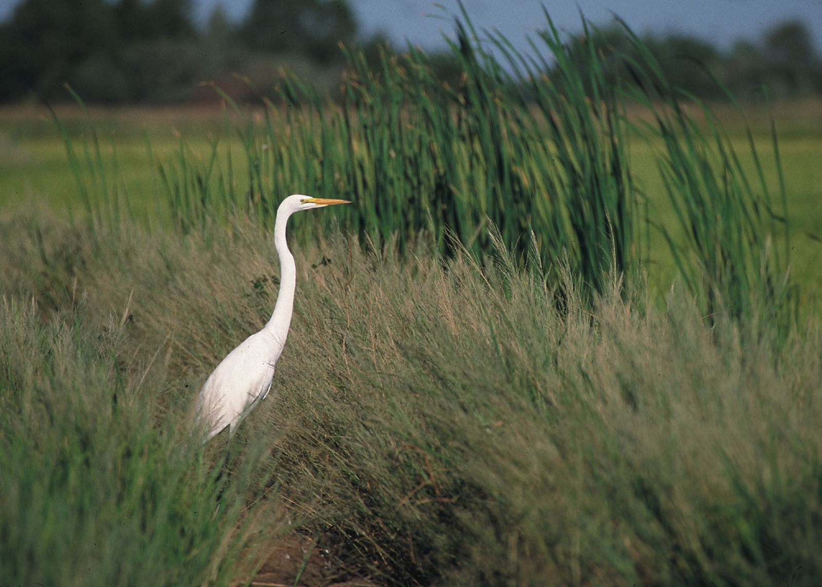Egret in Grass Buffer– one of the conservation practices highlighted by the new report. Photo credit: Gary Kramer NRCS, USDA