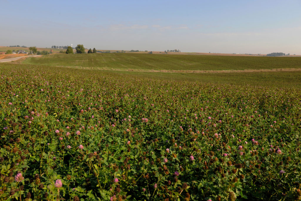An eastern Iowa farmer is improving the soil in an otherwise unproductive field by growing red clover and harvesting the seed for neighbors to use for cover crops.