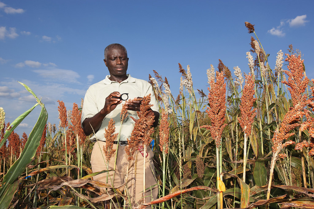 Regional and Long-Term Agricultural Research Build Climate Resilience