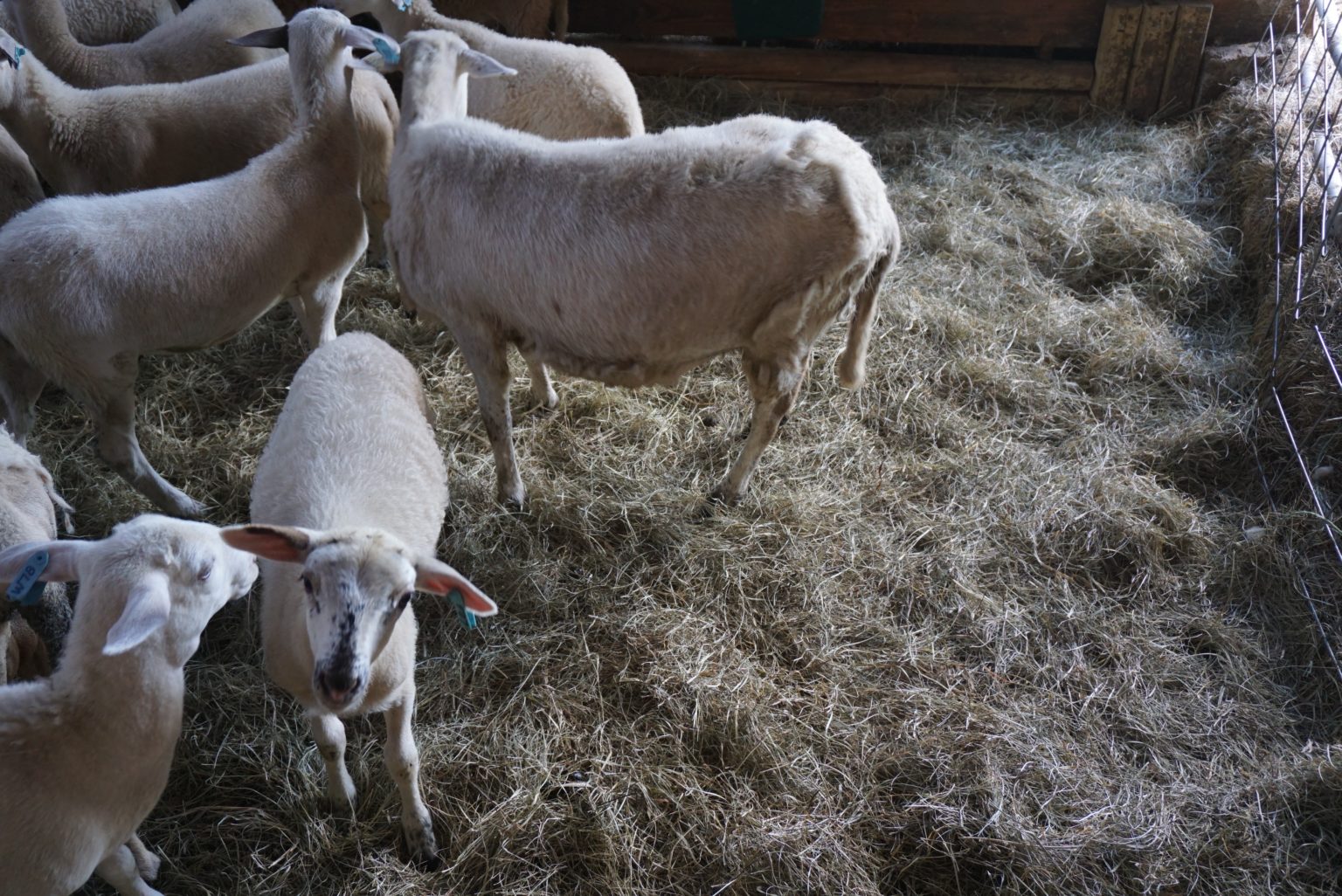 USDA Programs Support Small Meat Processing Plants