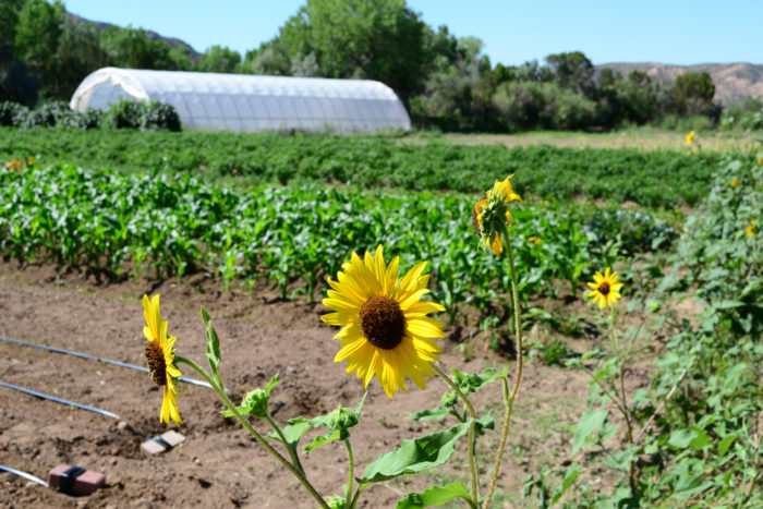 The image shows crops and a hoop house on a farm. Photo credit: USDA. 